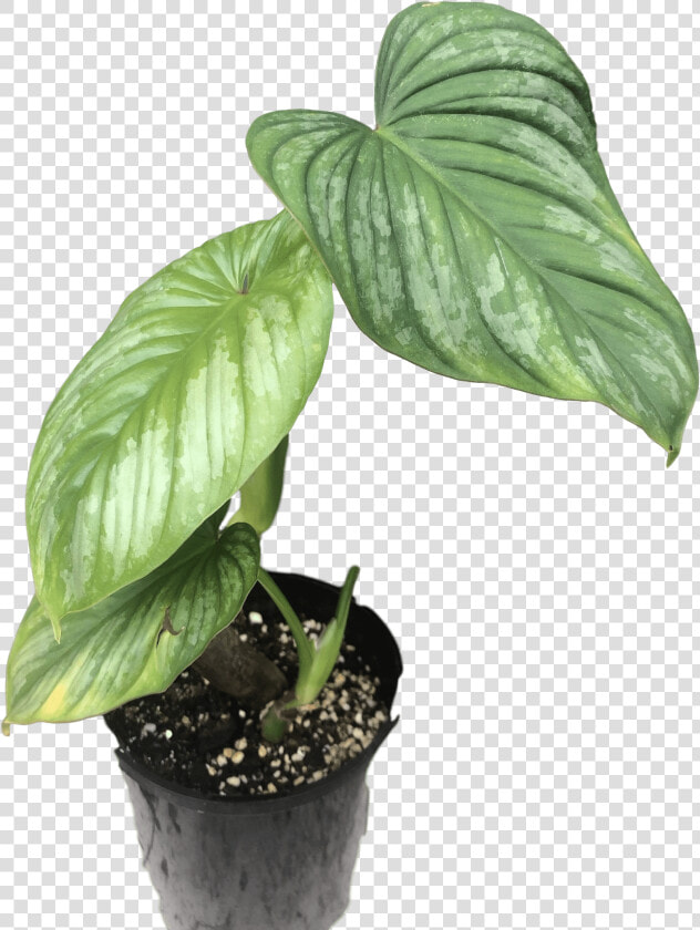 Images   Flowerpot  HD Png DownloadTransparent PNG