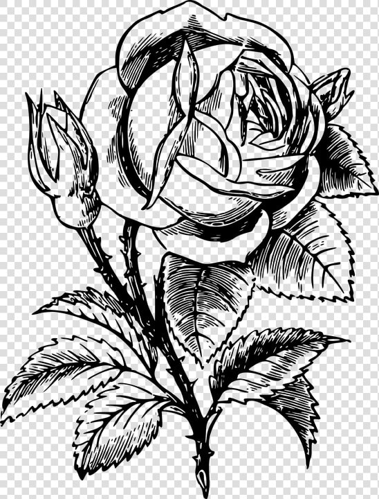 Floral  Flower  Leaf  Leafy  Leaves  Plant  Rose   Bookmark Coloring Templates  HD Png DownloadTransparent PNG