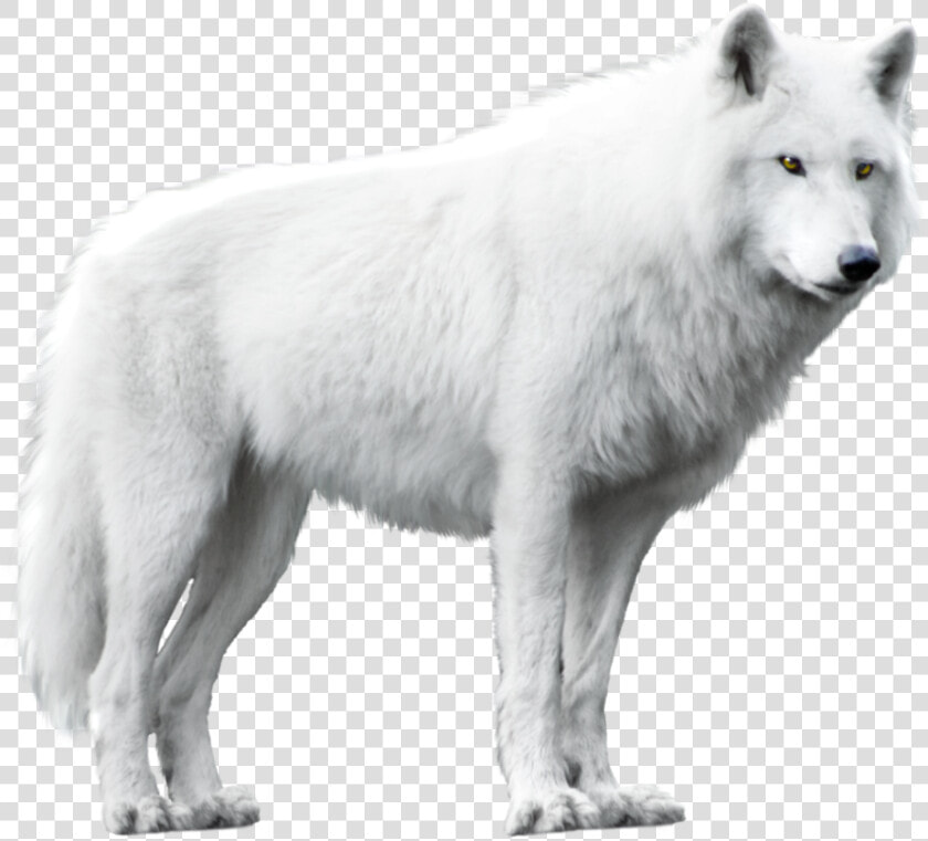 White Wolf Png   White Wolf White Background  Transparent PngTransparent PNG