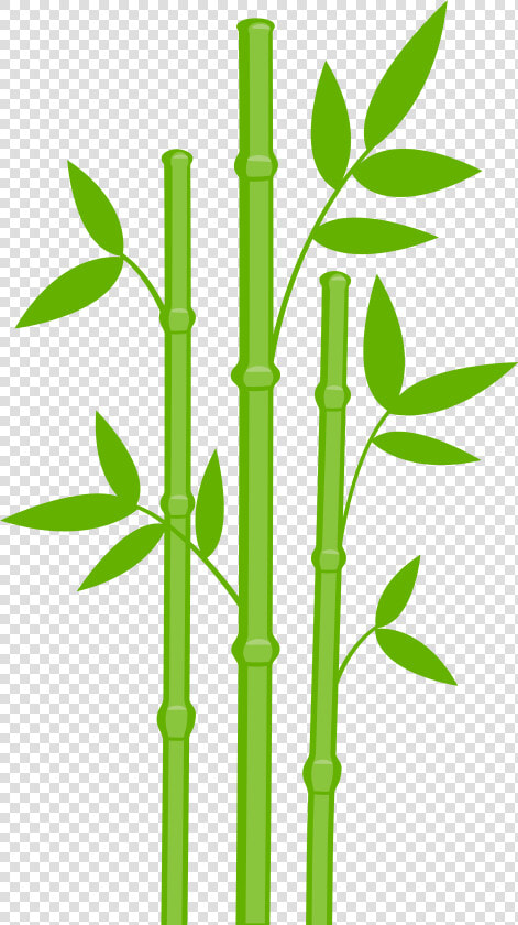 Bamboo Png   Bamboo Transparent  Png DownloadTransparent PNG