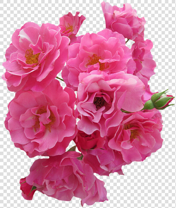 Rosas  Rosa  Flores  Rosas De Jardín  La Naturaleza   Real Pink Flowers Png  Transparent PngTransparent PNG