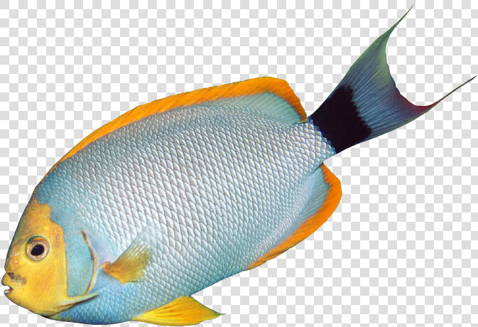 Fish Clipart Transparent Background   Transparent Aquarium Fish Clipart  HD Png DownloadTransparent PNG
