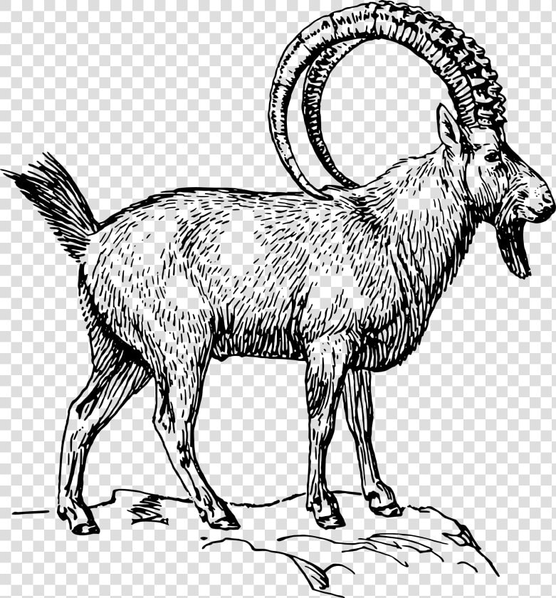 Alpine Ibex Clipart  HD Png DownloadTransparent PNG