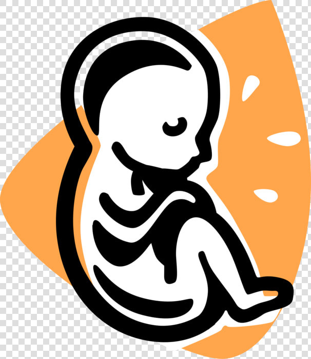 Vector Illustration Of Fetus Prenatal Human Between   Fetus Clipart  HD Png DownloadTransparent PNG
