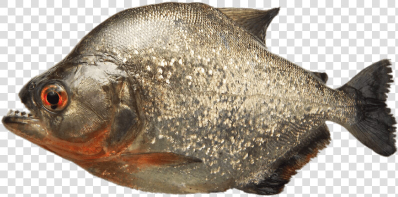 Grey Piranha   Piranha Fish  HD Png DownloadTransparent PNG