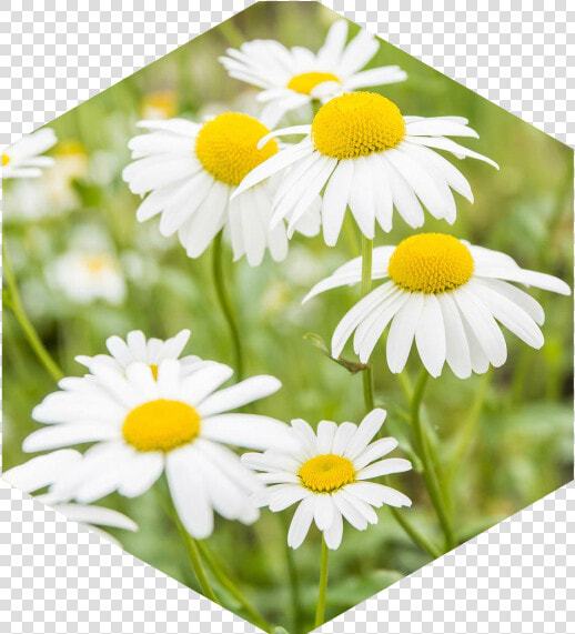 Chamomile Extract  HD Png DownloadTransparent PNG