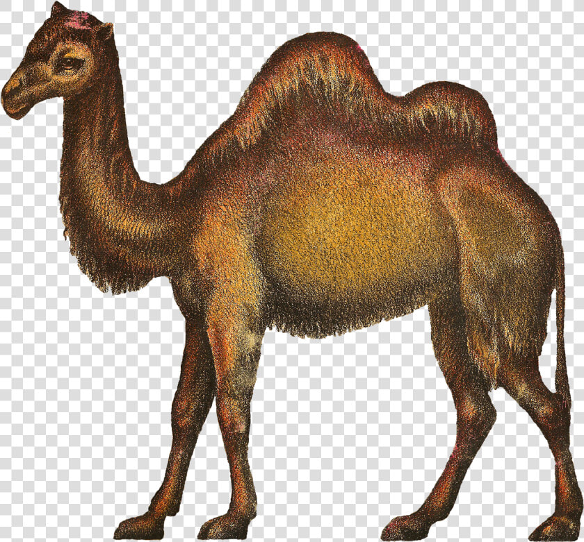 Camels Clipart Kabubi   Camel  HD Png DownloadTransparent PNG
