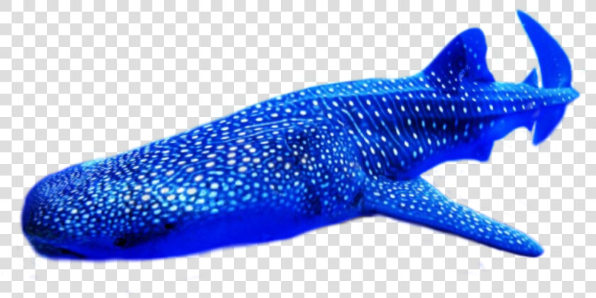  whale Shark   Whale Shark  HD Png DownloadTransparent PNG