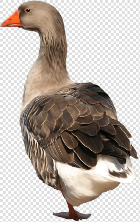 Goose Png Background   Goose Png  Transparent PngTransparent PNG