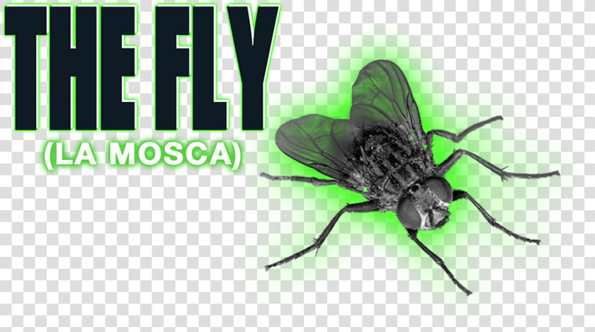The Fly Image   Fly With No Background  HD Png DownloadTransparent PNG