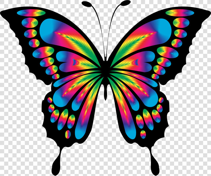 Free Photo Animal Colorful Butterfly Abstract Chromatic   Colorful Butterfly Clipart  HD Png DownloadTransparent PNG