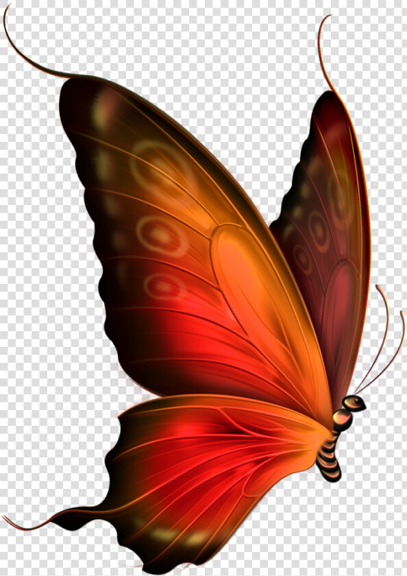 Red Butterfly Png   Transparent Background Butterfly Gif  Png DownloadTransparent PNG