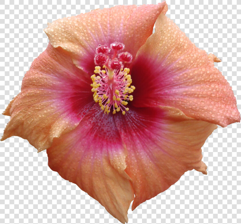 Flower Texture Png   High Resolution Flower Texture Png  Transparent PngTransparent PNG