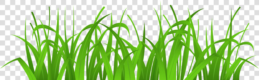 Grass Cover Png Clip Art   Clipart Grass  Transparent PngTransparent PNG