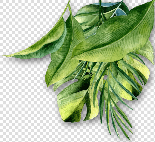 Rev Hojas   Aloe  HD Png DownloadTransparent PNG