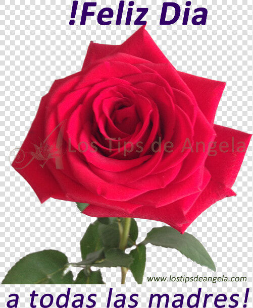 Floribunda  HD Png DownloadTransparent PNG