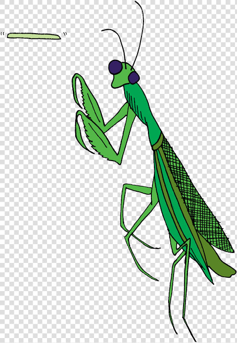 Transparent Praying Mantis Clip Art   Mantidae  HD Png DownloadTransparent PNG