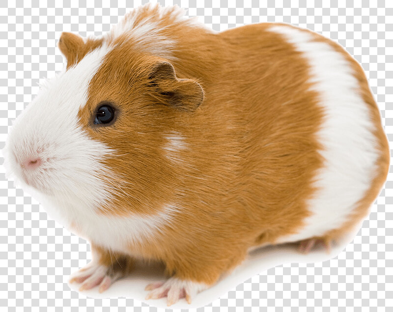 Transparent Hamster Png  Png DownloadTransparent PNG