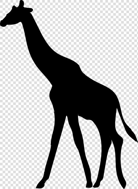 Art silhouette line Art animal And White chamois   Animal Giraffe Silhouette Png  Transparent PngTransparent PNG