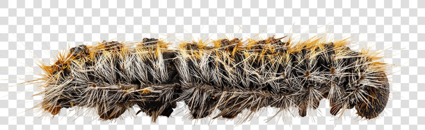 Caterpillar Png Hd   Processionary Caterpillar Png  Transparent PngTransparent PNG