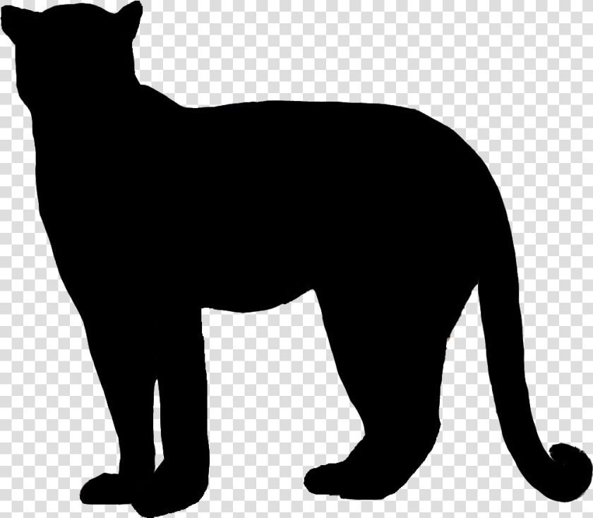 Vector Freeuse Bobcat Clipart Silhouette   Cougar Silhouette Transparent Background  HD Png DownloadTransparent PNG