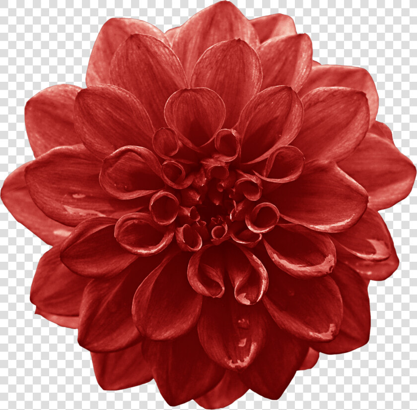 Dahlia Cut Flowers Red Lilium   Flower  HD Png DownloadTransparent PNG