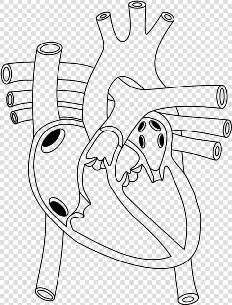 Shoe line Art angle   Diagram Of Heart In Human Body  HD Png DownloadTransparent PNG