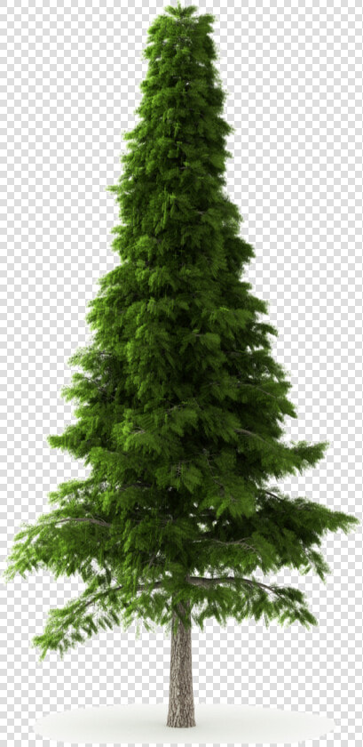 Transparent Cedar Tree Png   Transparent Background Cedar Tree Png  Png DownloadTransparent PNG