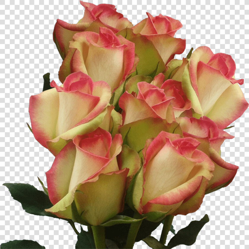 Red And White Long Stem Roses Multicolored Roses For   Garden Roses  HD Png DownloadTransparent PNG