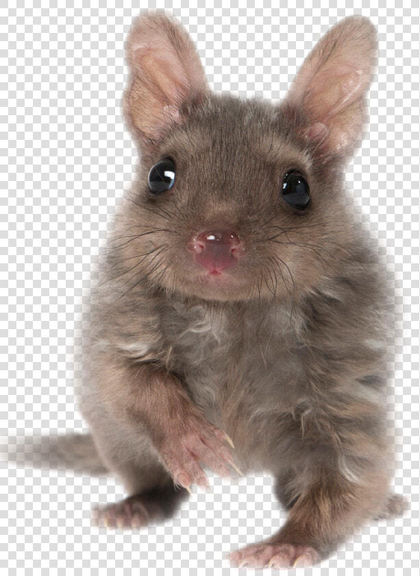 Tasmanian Devil Png  Transparent PngTransparent PNG