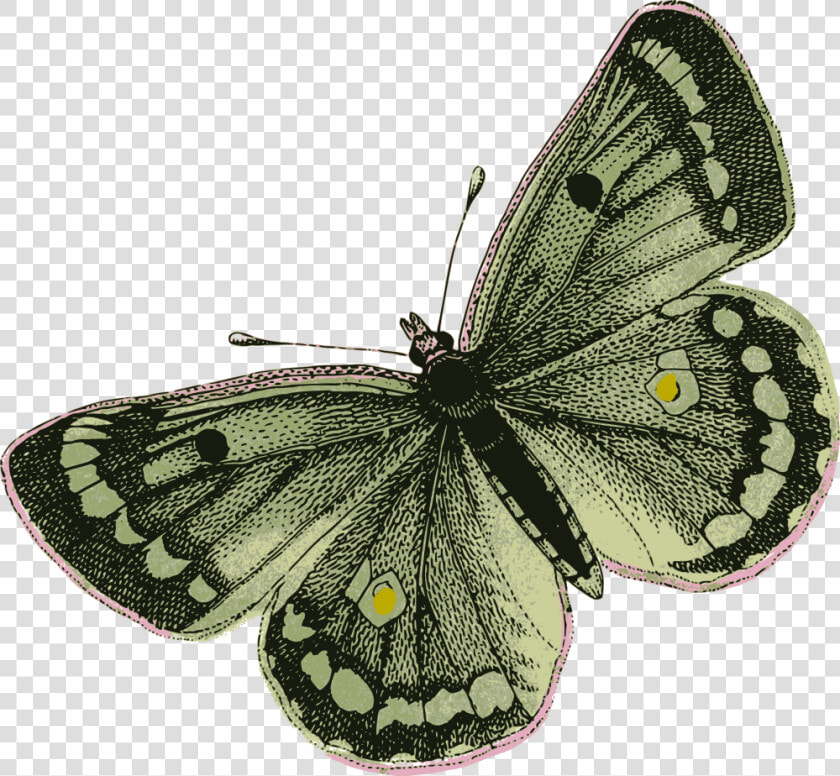 Green Butterfly   Green Butterfly Transparent Png  Png DownloadTransparent PNG