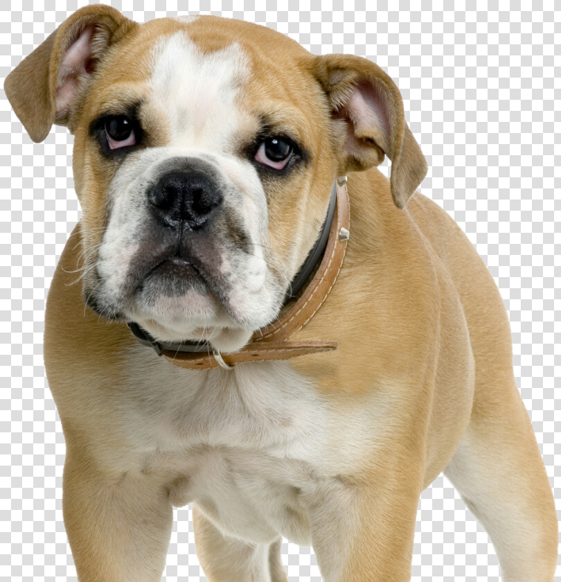 Dorset Olde Tyme Bulldogge American Bulldog Olde English  HD Png DownloadTransparent PNG