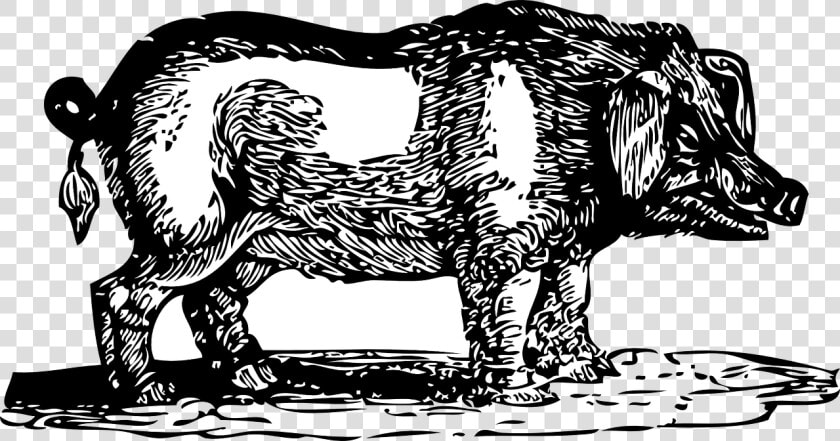 Pig Get Fed And Hogs Get Slaughtered  HD Png DownloadTransparent PNG