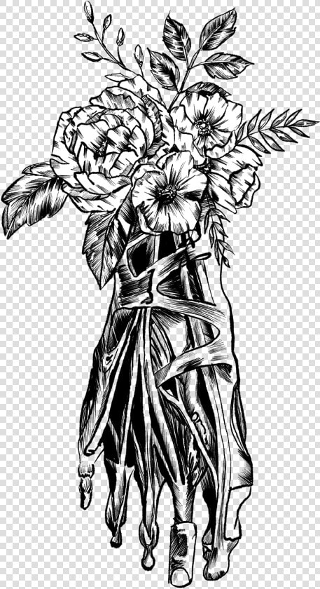Floral Anatomical Drawings  HD Png DownloadTransparent PNG