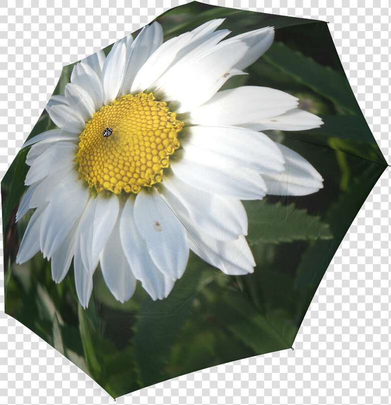 White Daisy Foldable Umbrella   Oxeye Daisy  HD Png DownloadTransparent PNG