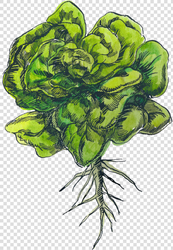 Transparent Leafy Png  Png DownloadTransparent PNG