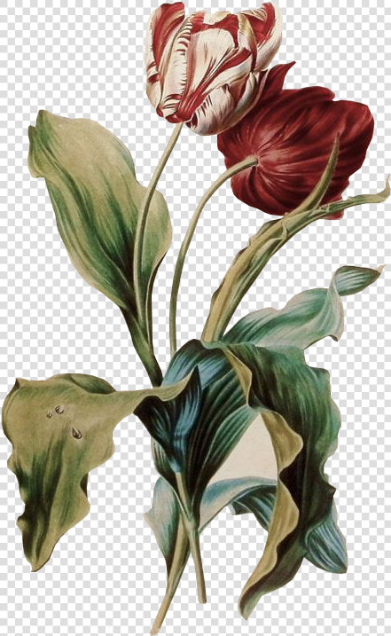 Tulipe Des Jardins Gerard Van Spaendonck  HD Png DownloadTransparent PNG