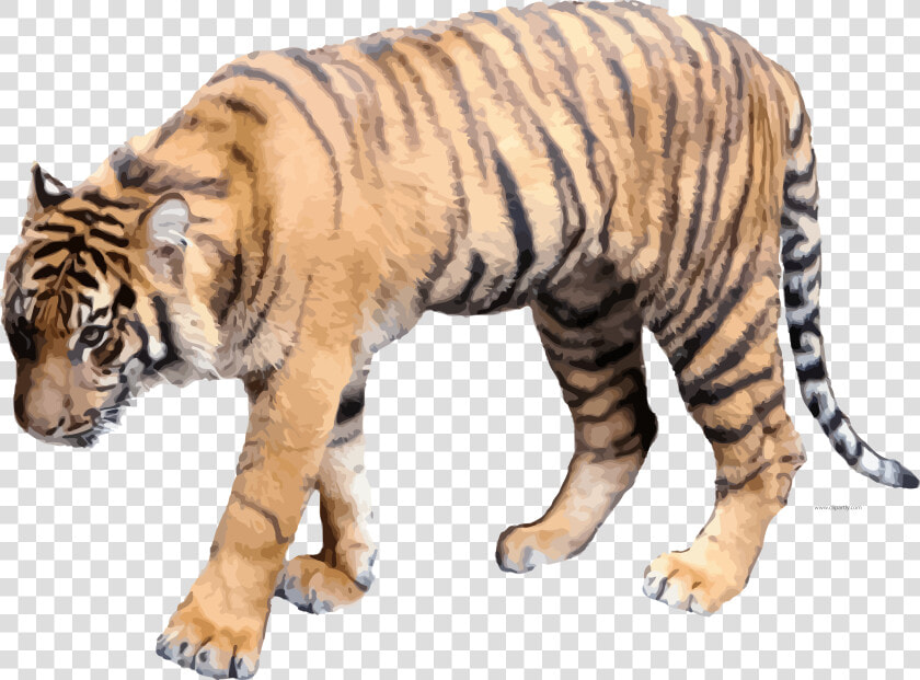 Soft Color Realistic Tigger Clipart Png Picture Download   Clip Art Realistic Tiger  Transparent PngTransparent PNG