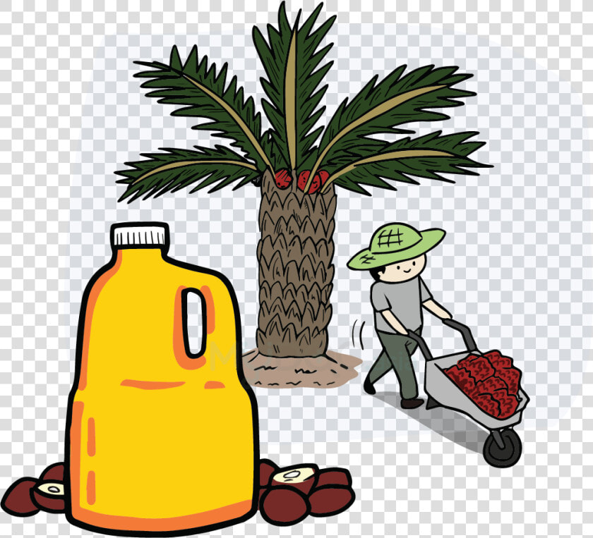 Palm Oil Tree Png Download   Clip Art Palm Oil  Transparent PngTransparent PNG