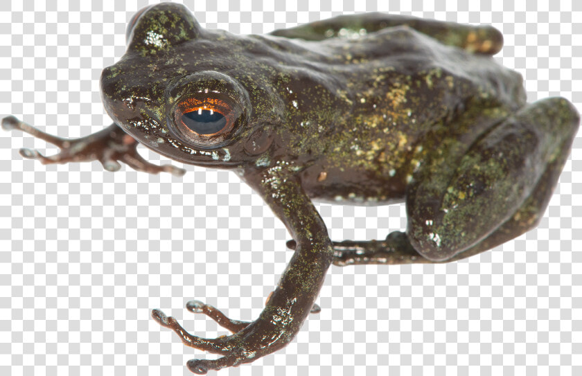 Eastern Spadefoot  HD Png DownloadTransparent PNG