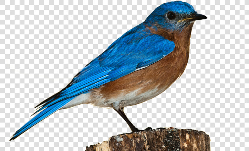 Transparent Angry Birds Png Transparent Background   Blue Birds Transparent Background  Png DownloadTransparent PNG