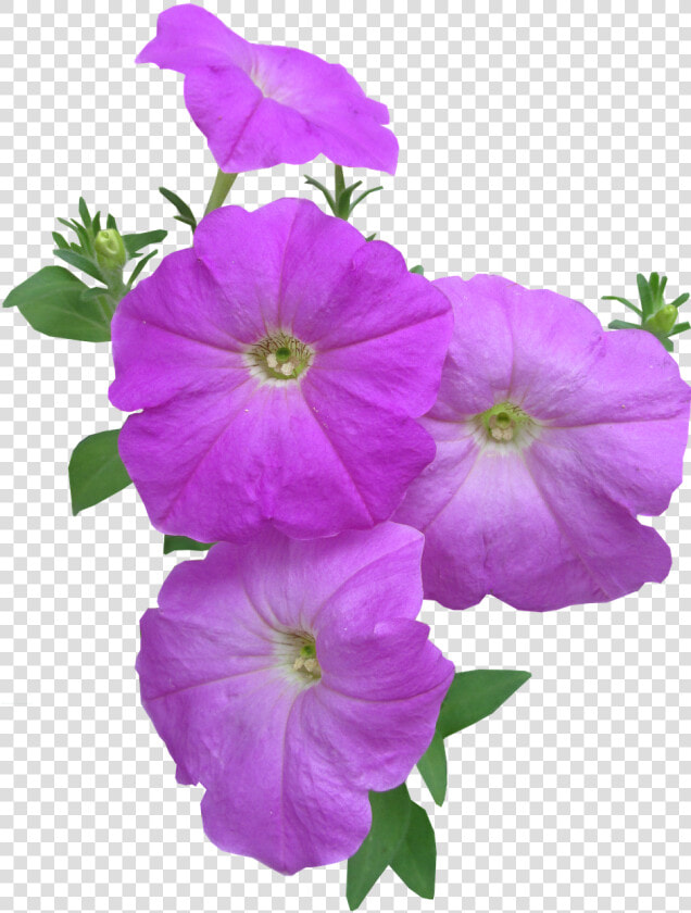 Petunia Flowers Summer Free Photo   Petunia Summer Flowers  HD Png DownloadTransparent PNG