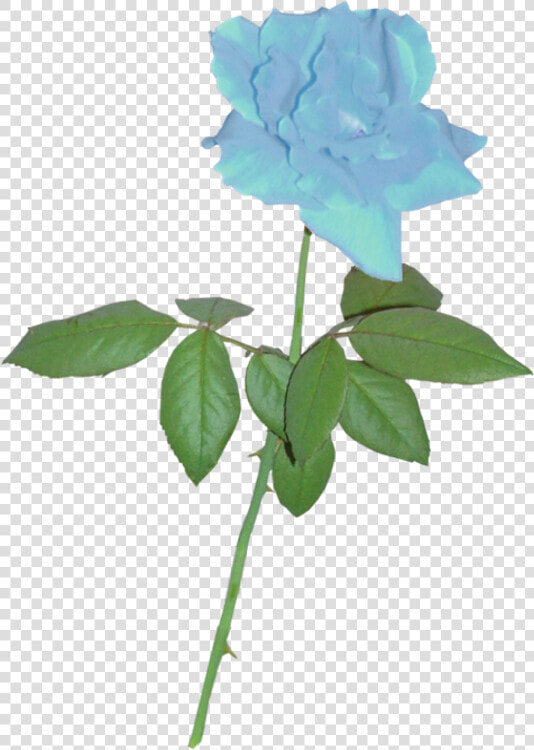 Silhouette Rose Clip Art   Black Outline Rose Silhouette  HD Png DownloadTransparent PNG