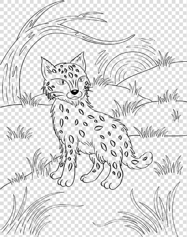 Bobcat Coloring Pages  HD Png DownloadTransparent PNG