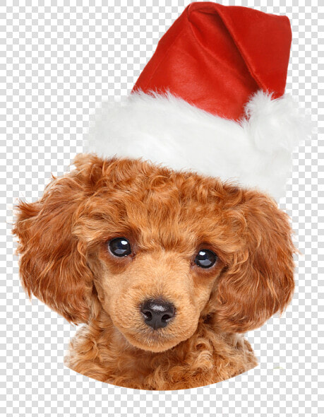 Poodle Puppies  HD Png DownloadTransparent PNG