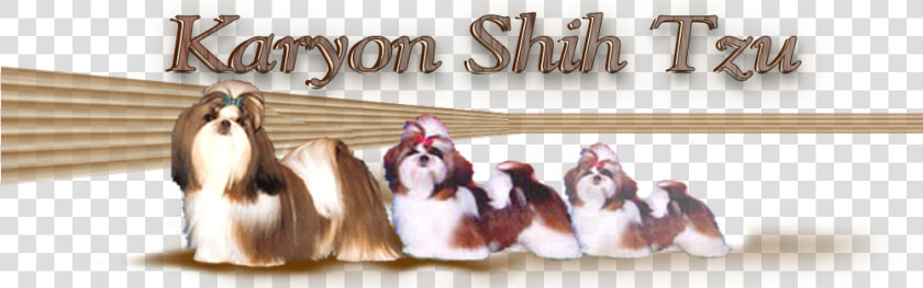 Lhasa Apso  HD Png DownloadTransparent PNG