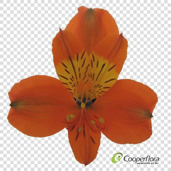 Peruvian Lily  HD Png DownloadTransparent PNG