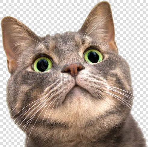 Cat Gif Kitten Astronaut Outer Space   Cat Face Transparent Background  HD Png DownloadTransparent PNG