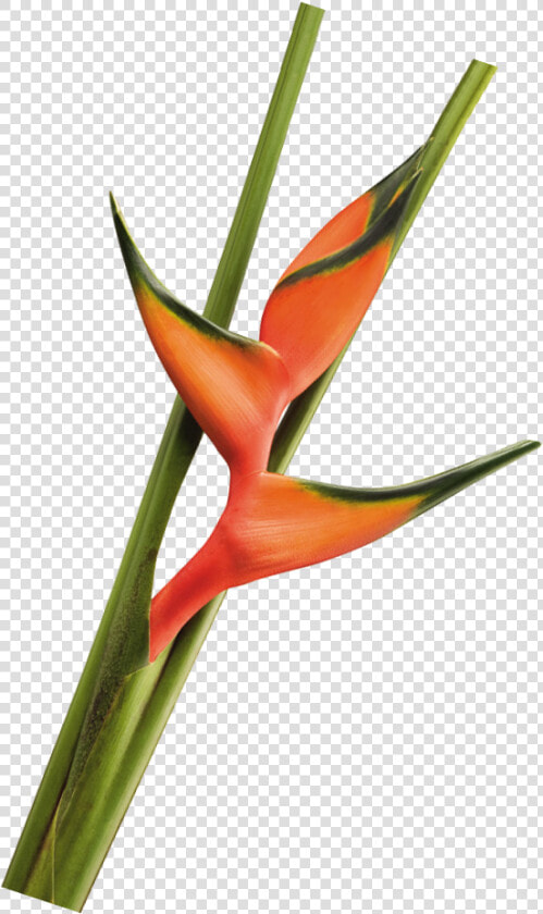 Lobster Salmon Foliage La Ilusion Buy Import Wholesale   Bird Of Paradise  HD Png DownloadTransparent PNG