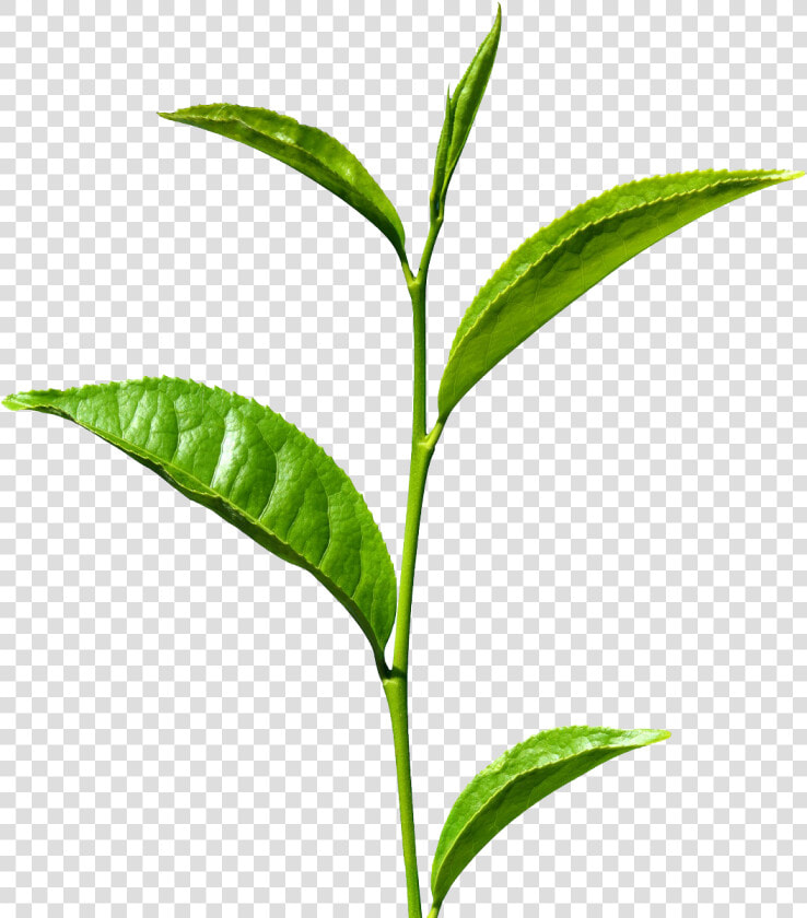 Green Tea Png Free Images   Green Tea Leaf Png  Transparent PngTransparent PNG